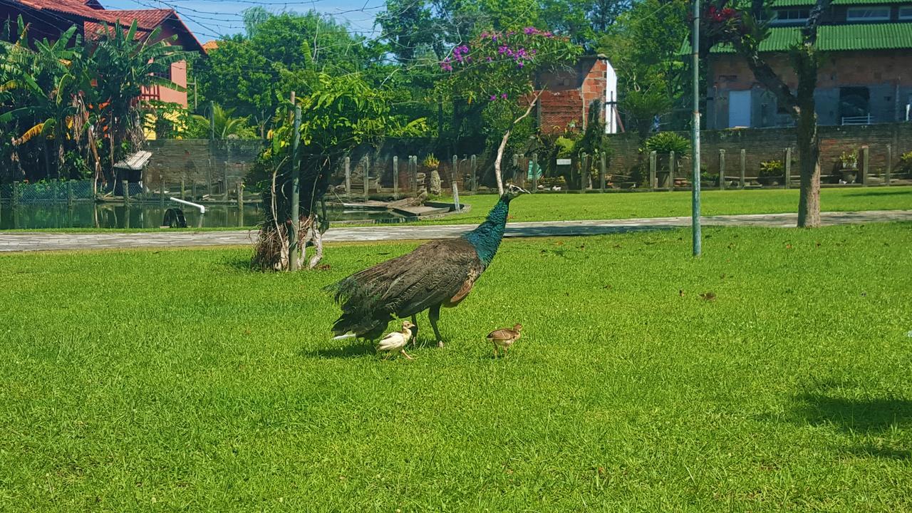 Pousada Pavao Branco フロリアノポリス エクステリア 写真